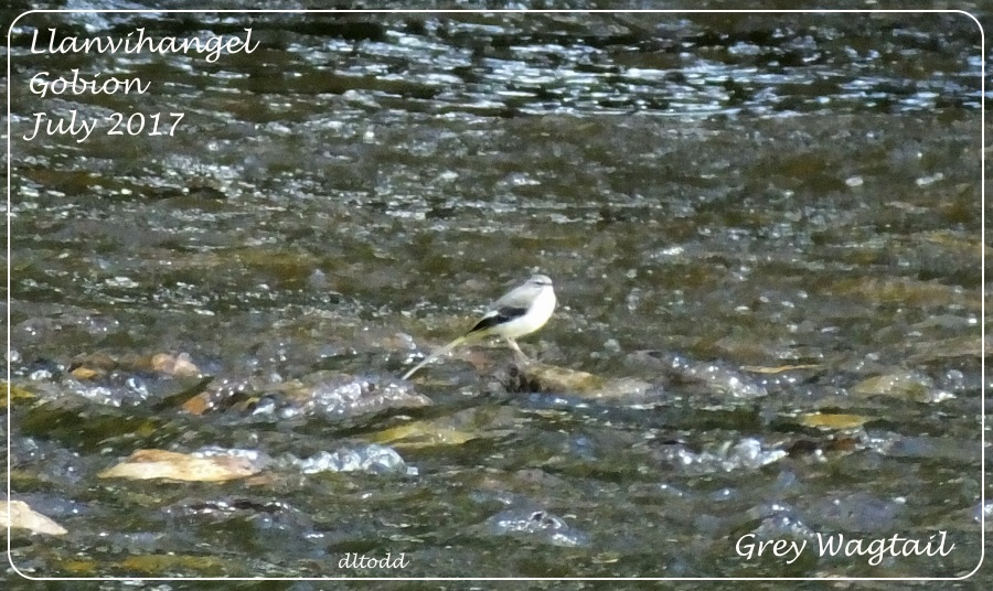 Grey Wagtail