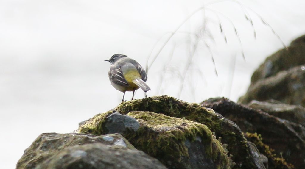 Grey Wagtail