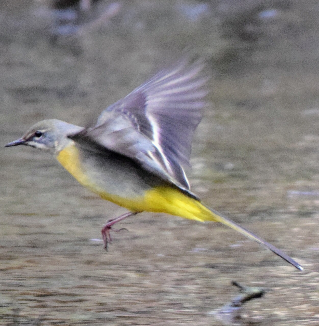 Grey Wagtail