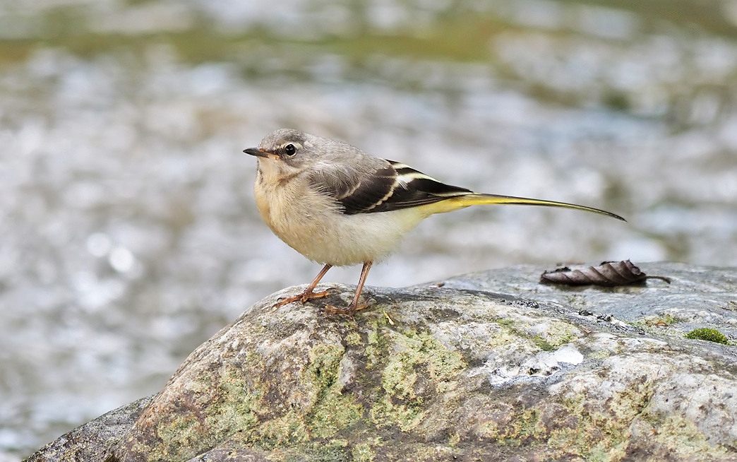 Grey Wagtail