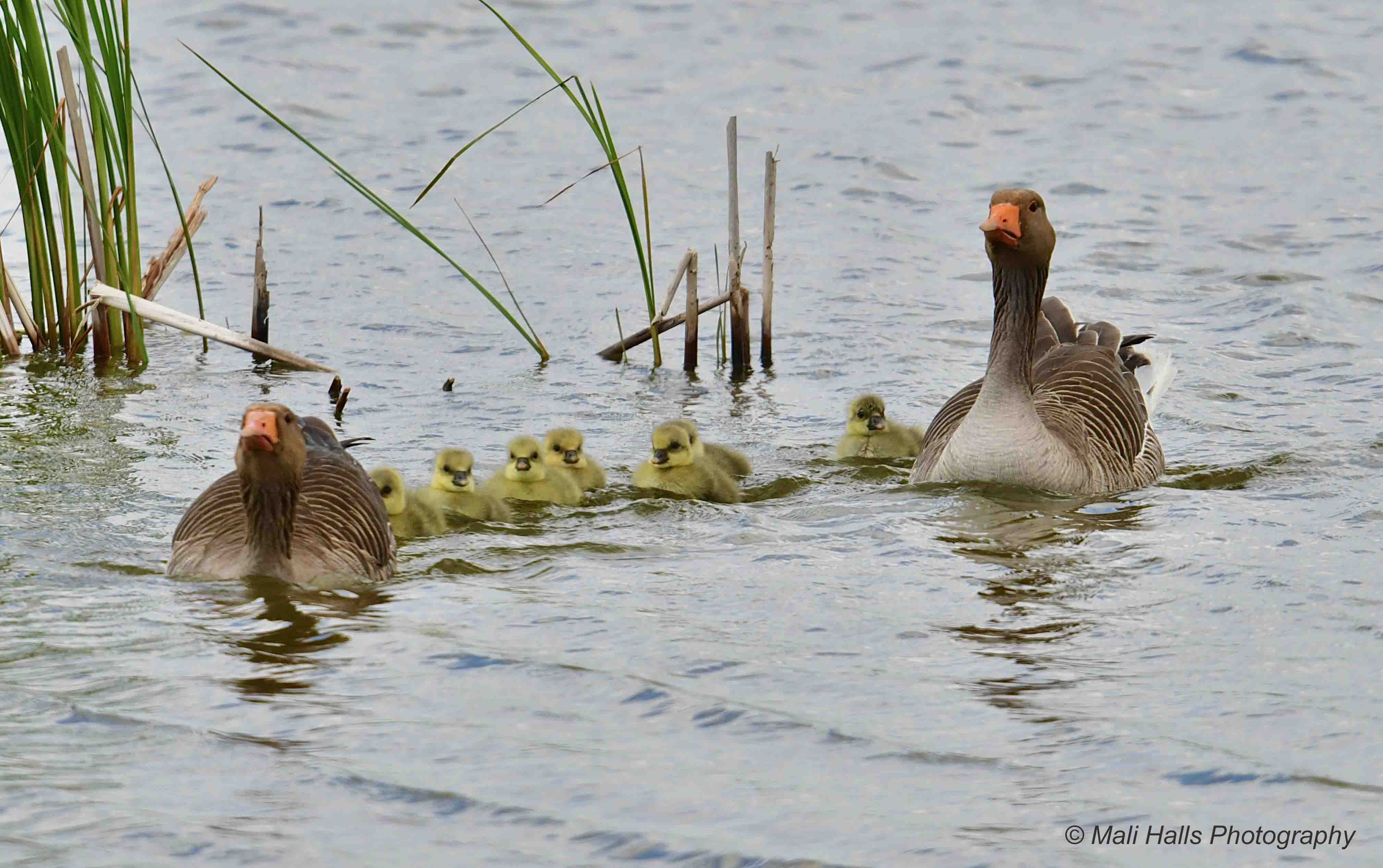 Greylag Geese 0259.jpg