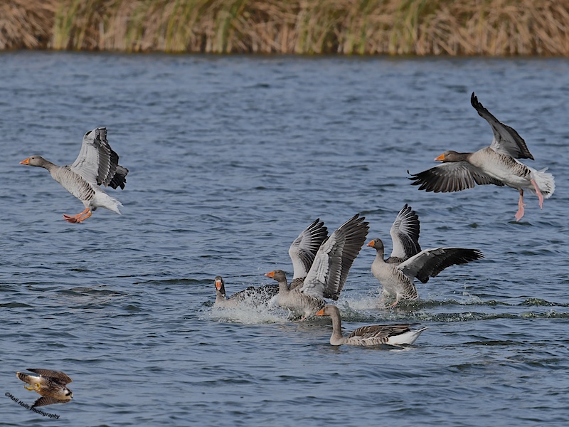 Greylag Geese