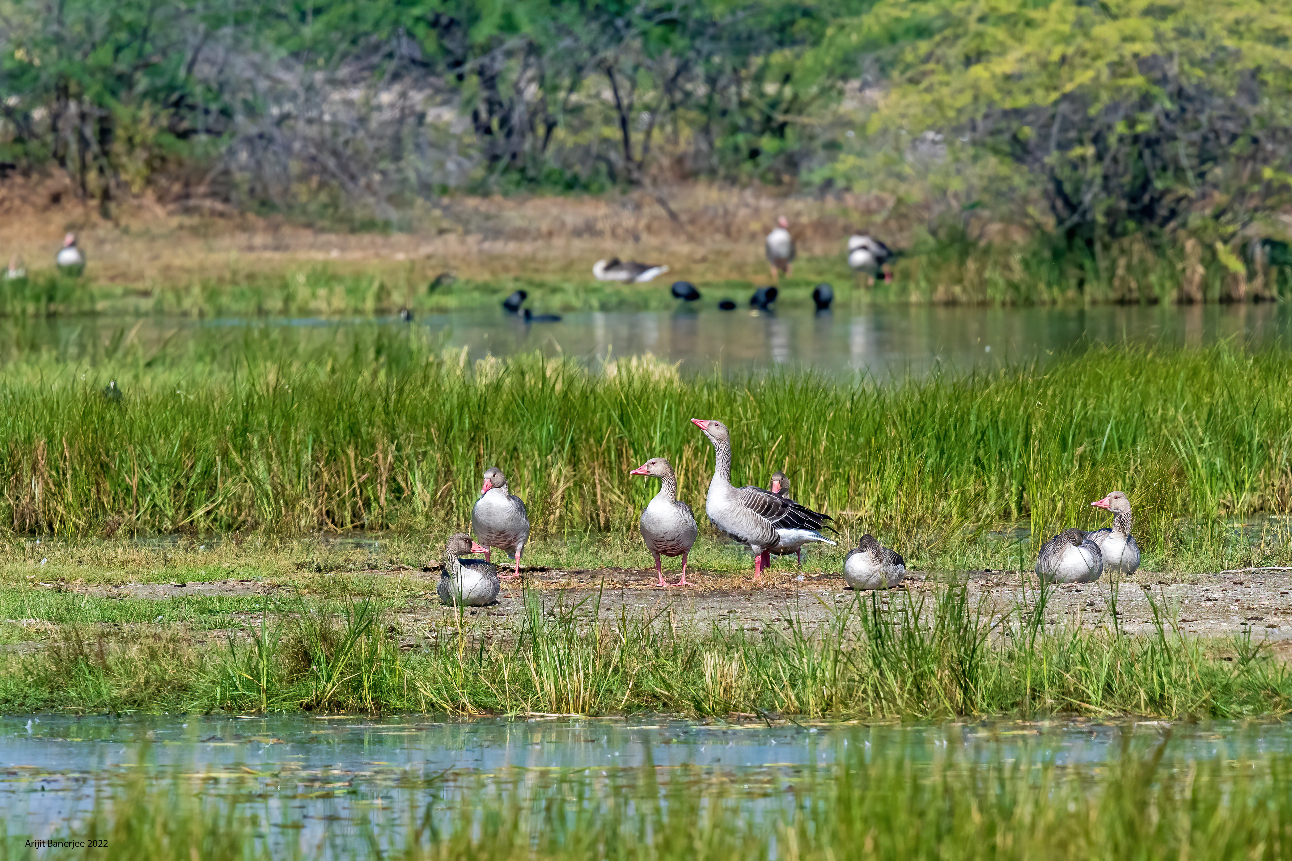 Greylag Geese