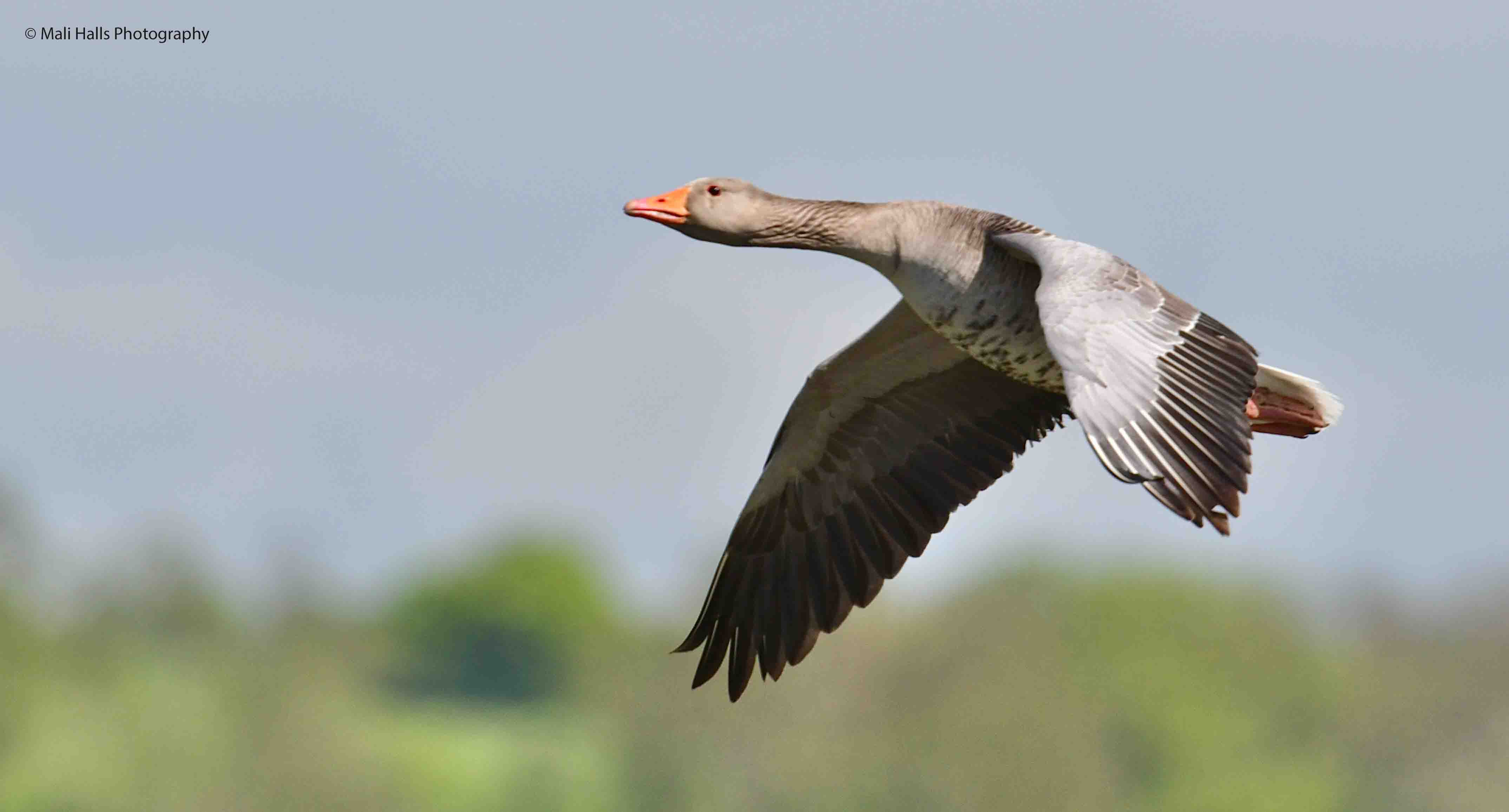 Greylag Goose 3311.jpg