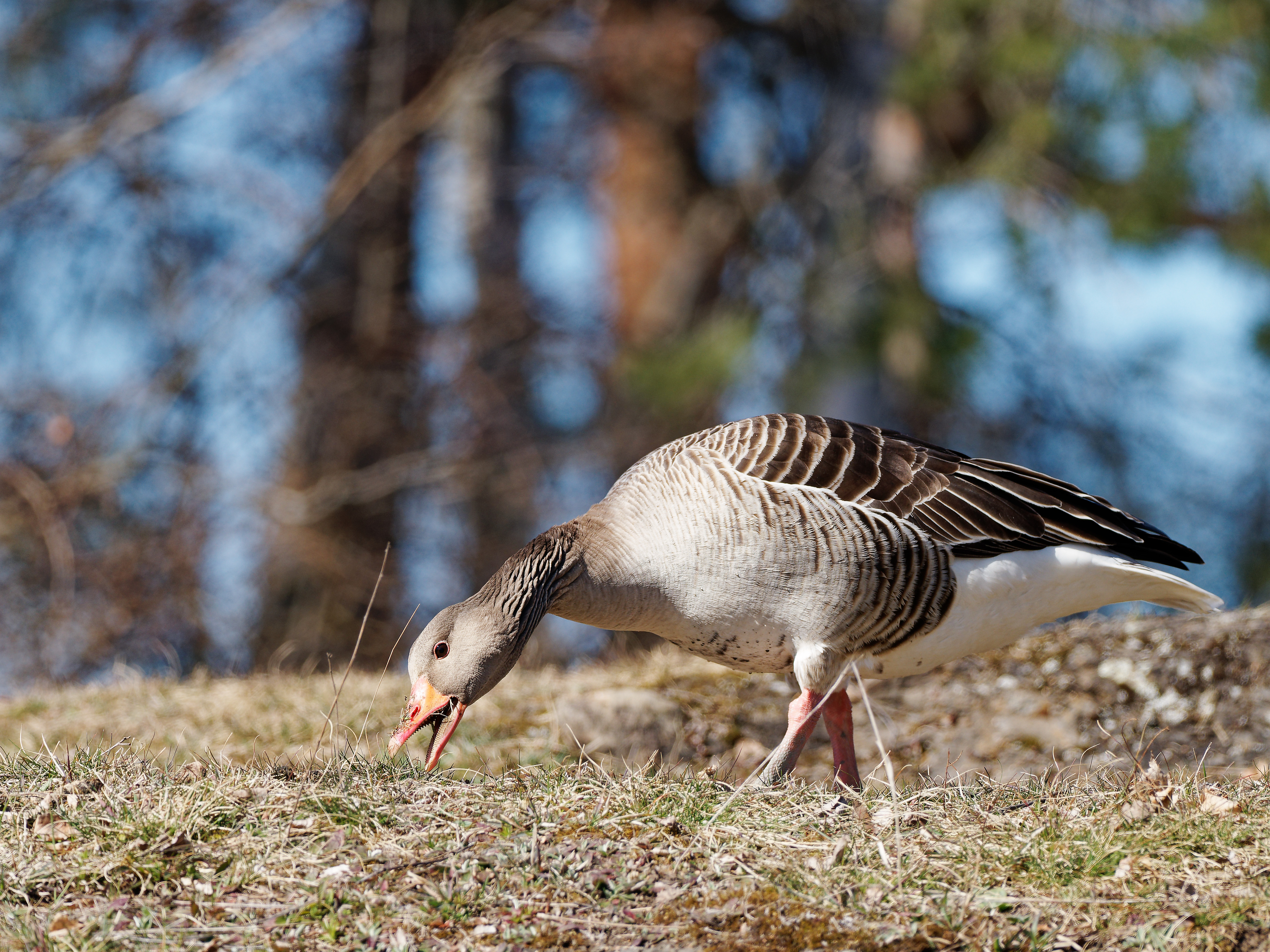 Greylag goose foraging