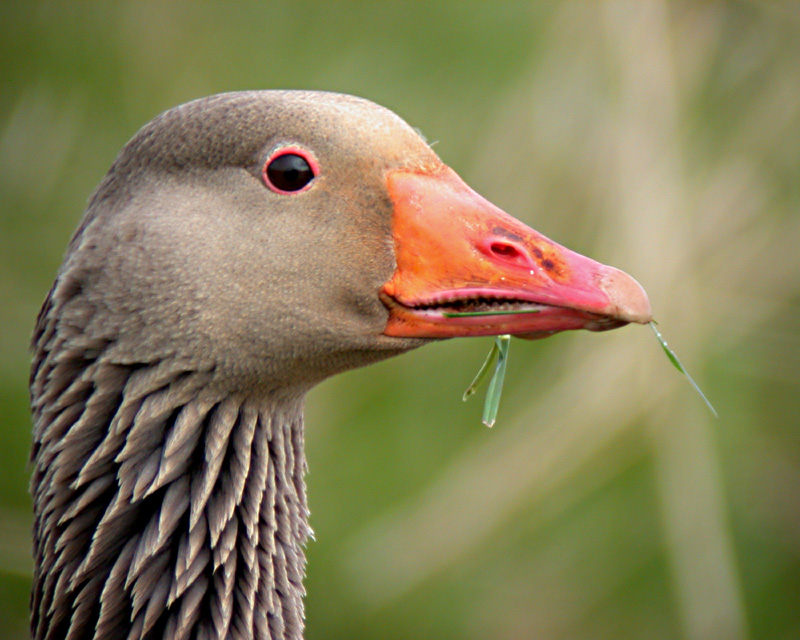 greylag goose