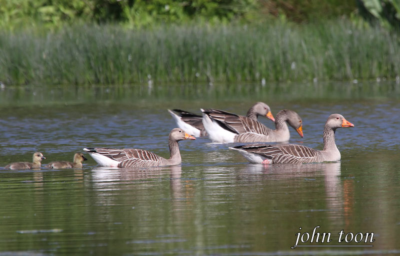 greylag goose