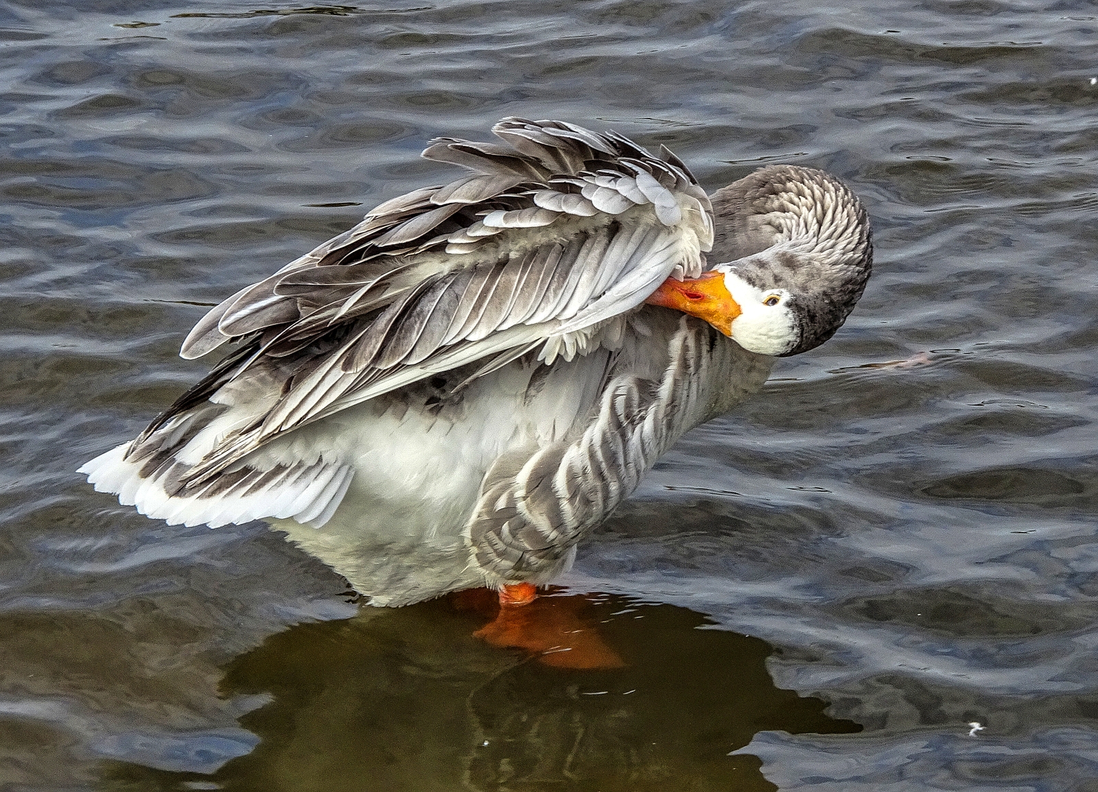 Greylag with an itch