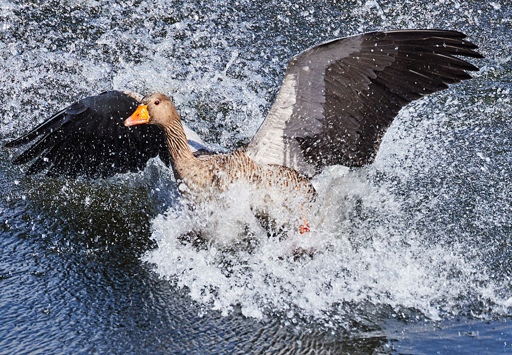 Greylag with Attitude.