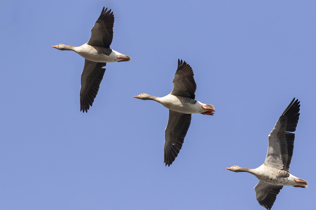 Greylag