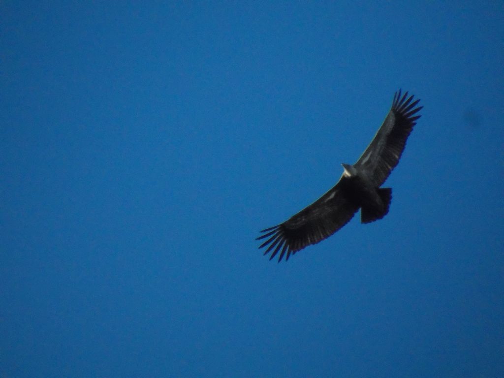 Griffon vulture in the blue skies