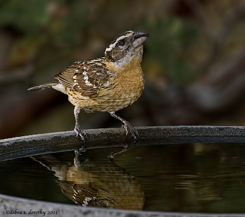 Grosbeak