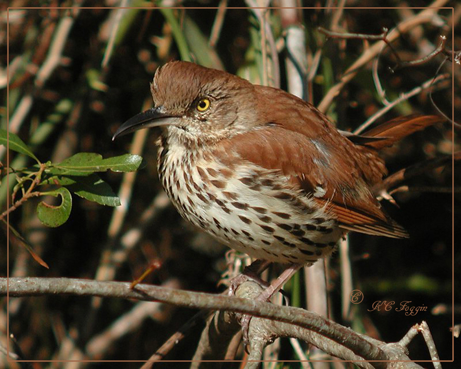 Grouchy Brown Thrasher