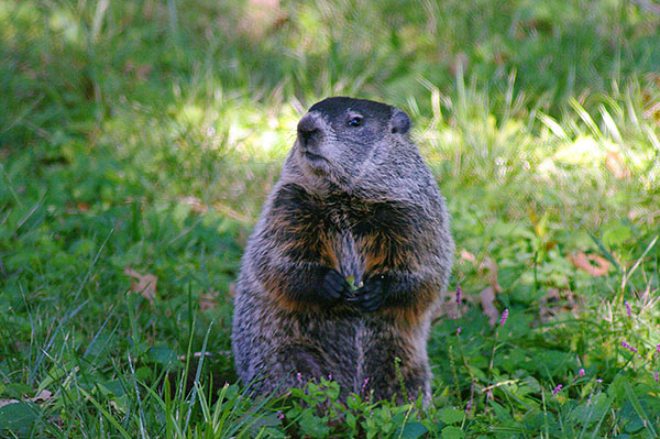 Groundhog