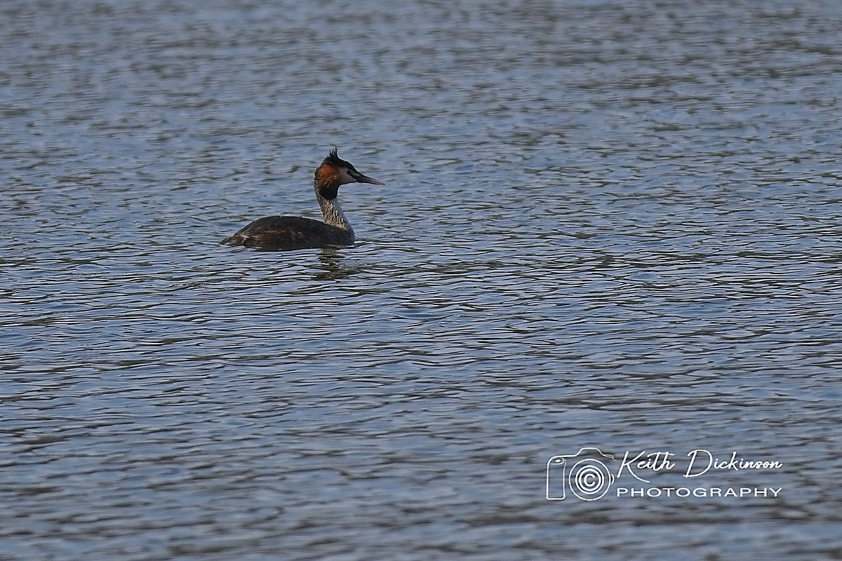 Gt crested grebe