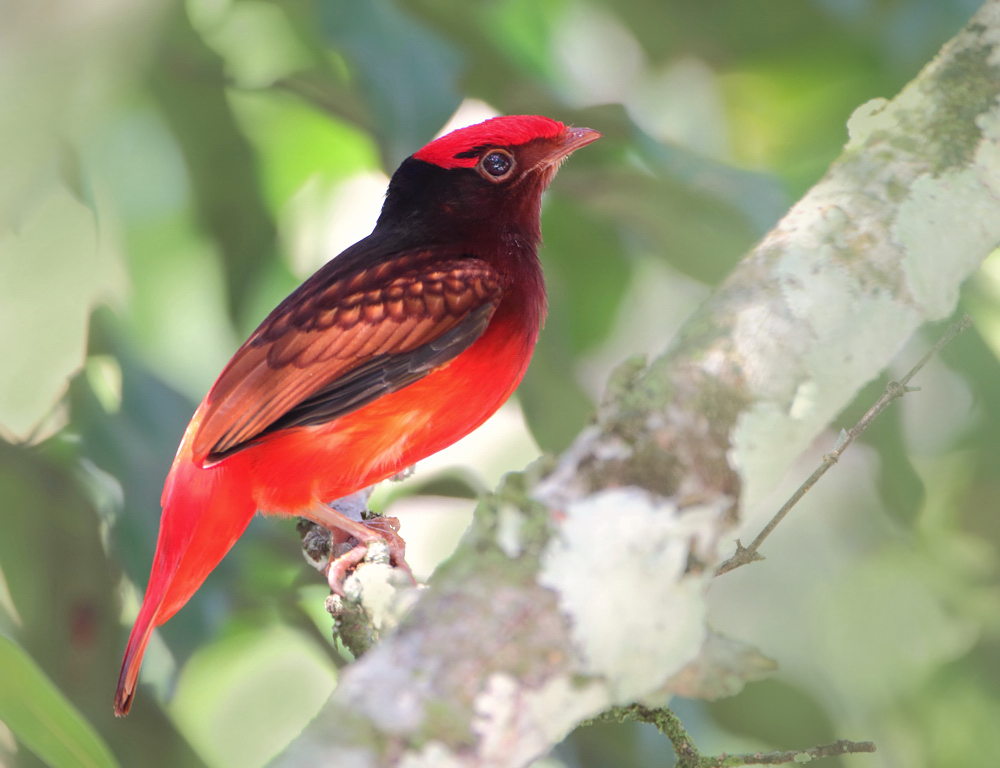 Guianan Red-Cotinga