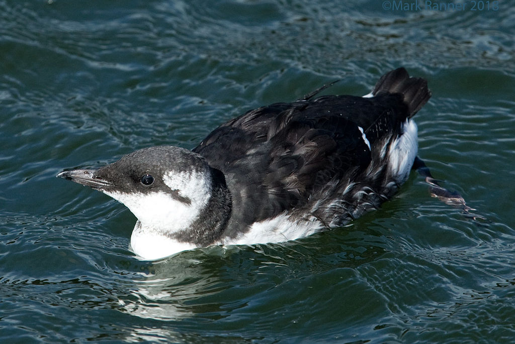 Guillemot