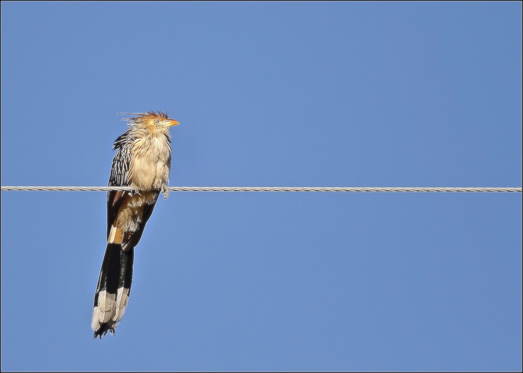 Guira Cuckoo