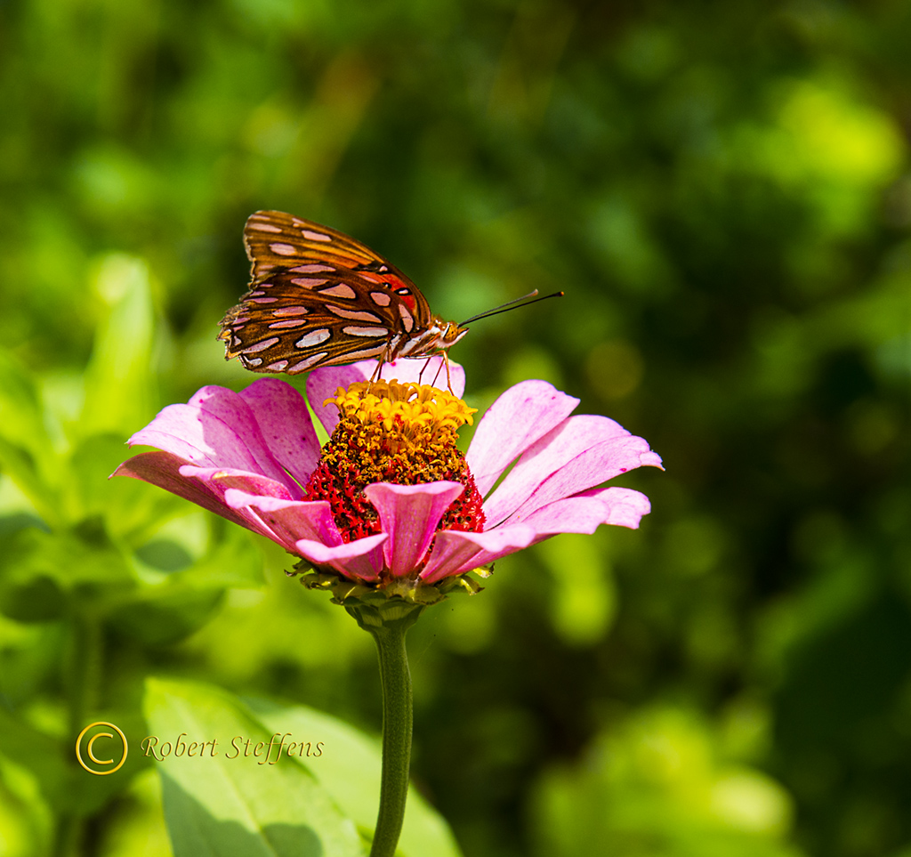 Gulf Fritillary