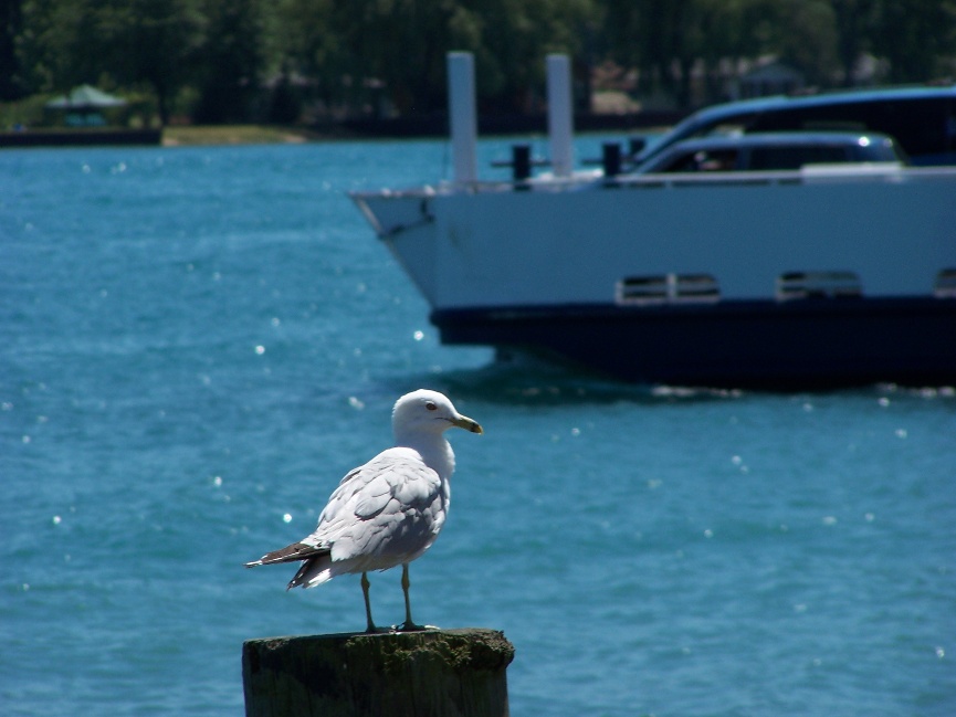 Gull and Ferry