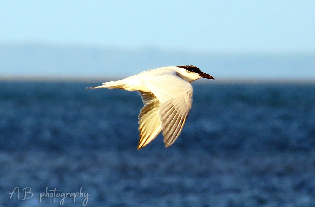 gull-billed tern in flight