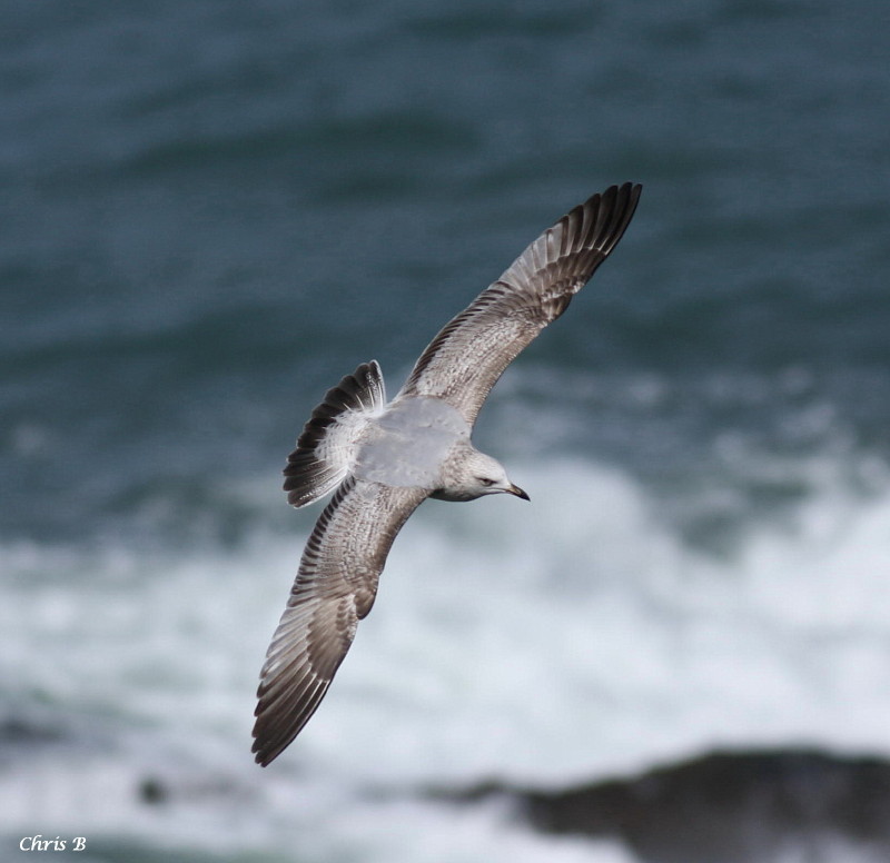 Gull Flight