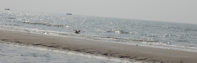 Gull in flight