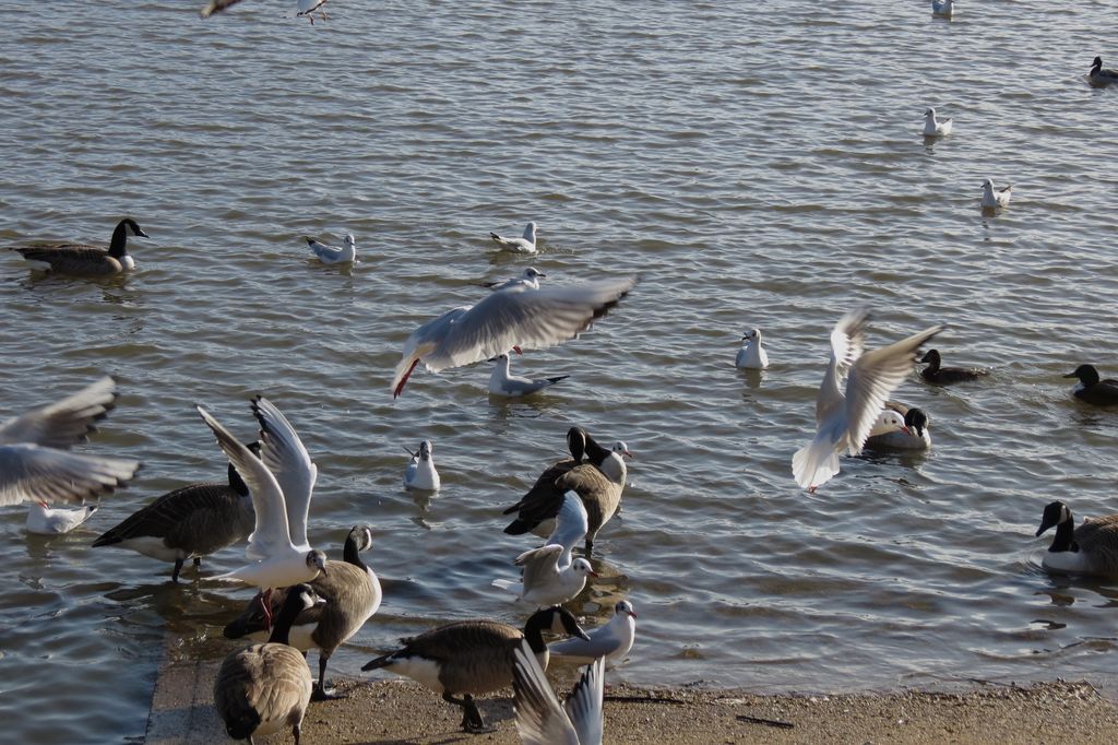 Gulls and Geese