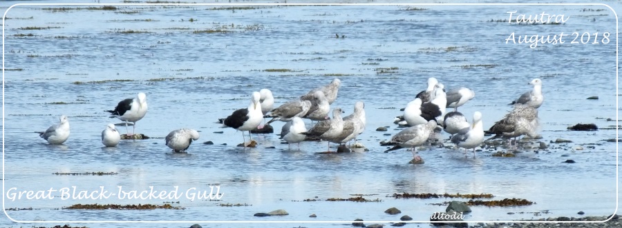 Gulls galore