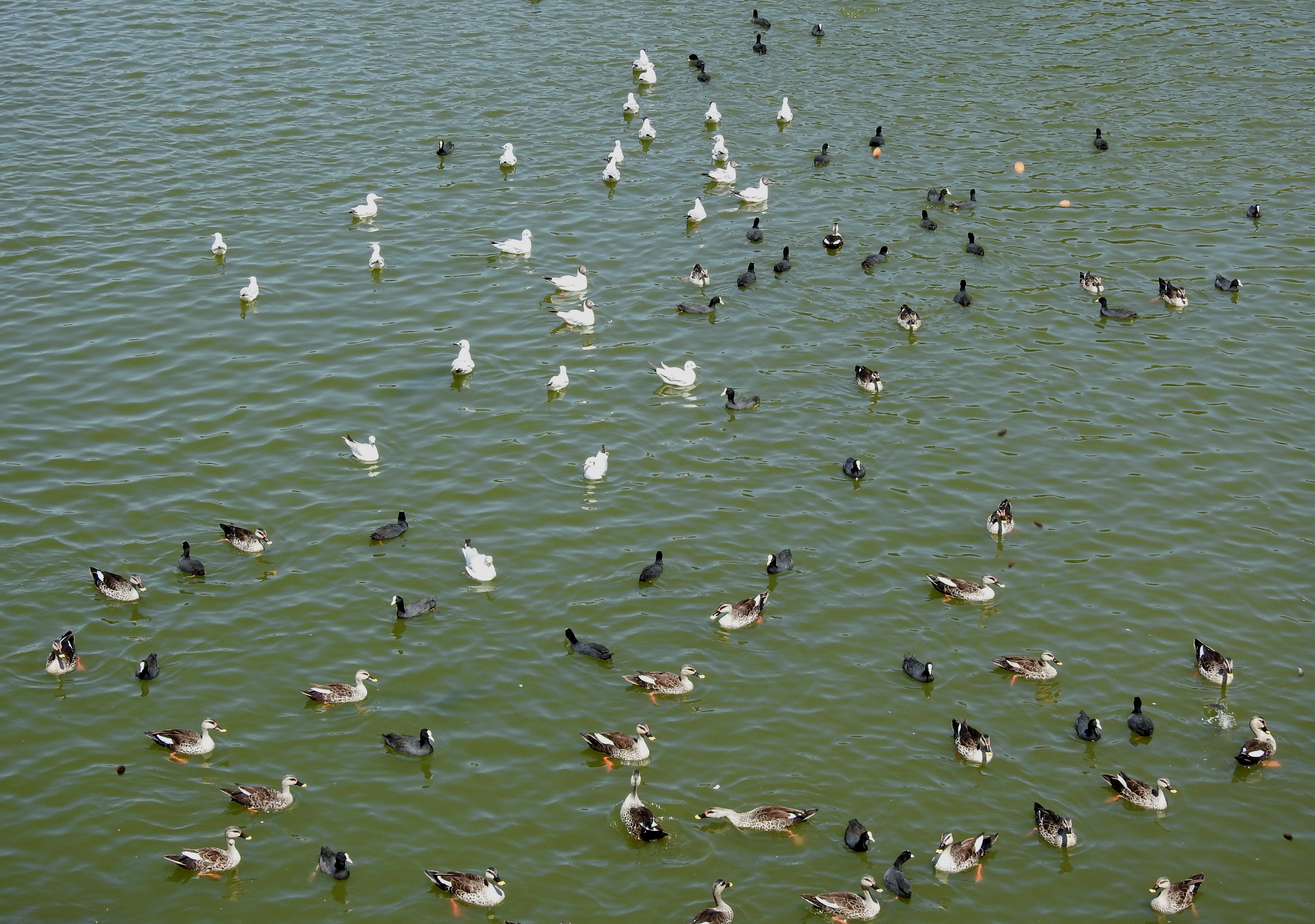 Gulls/Indian Spot-billed Ducks/Eurasian Coot
