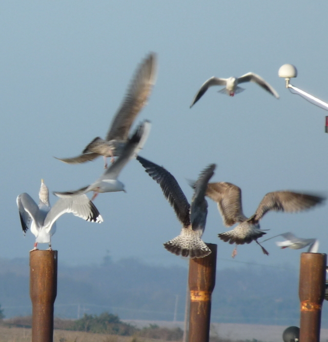 Gulls squabbling