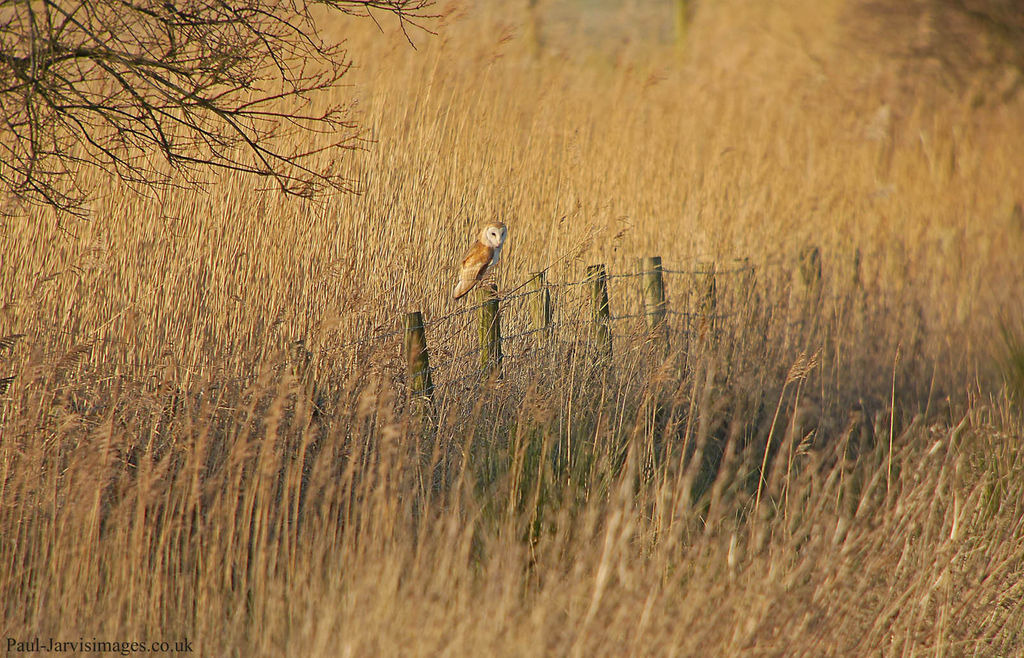 Habitat of a hunter