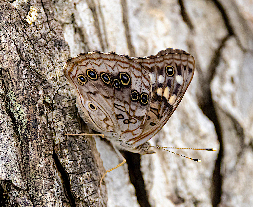 Hackberry Emperor