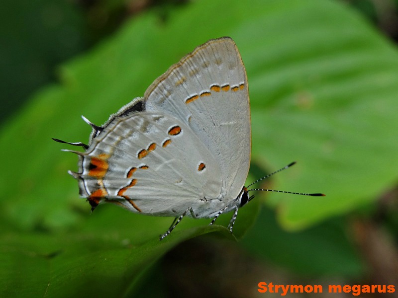 Hairstreak Butterfly