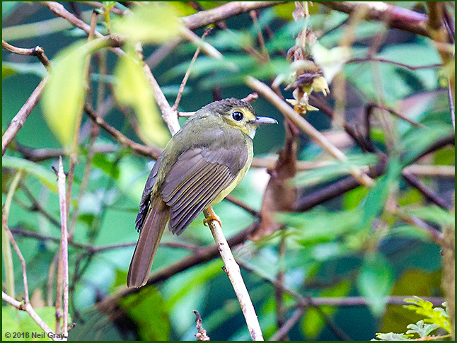 Hairy-backed Bulbul