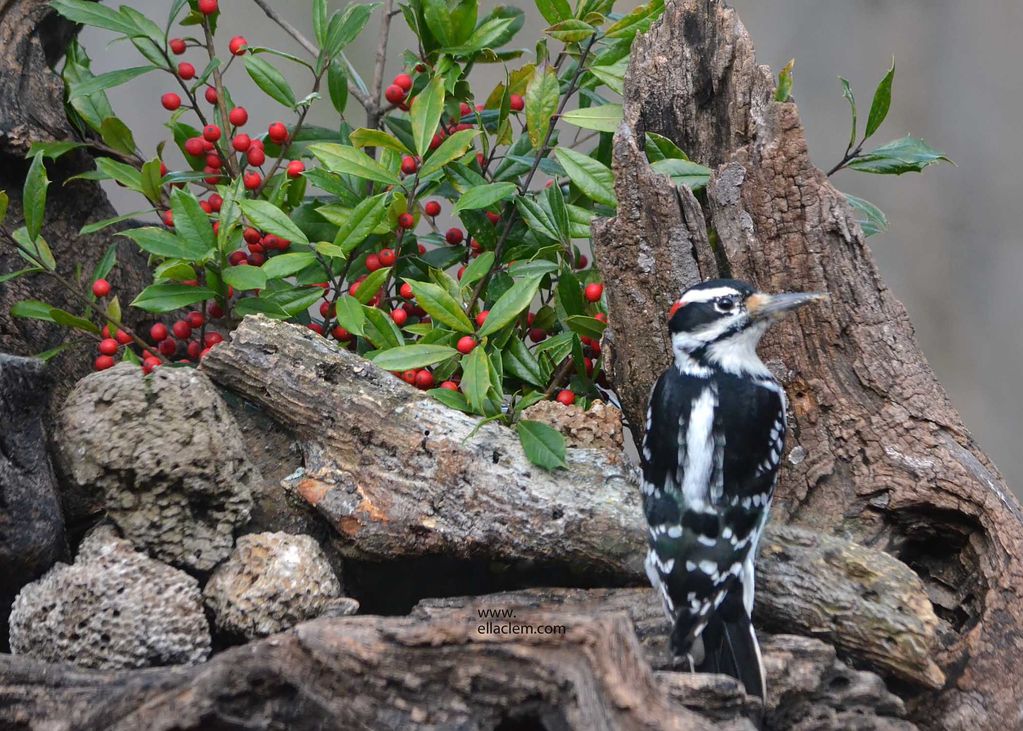 Hairy Woodpecker, male.