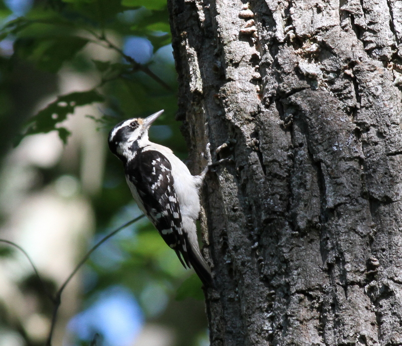 Hairy Woodpecker