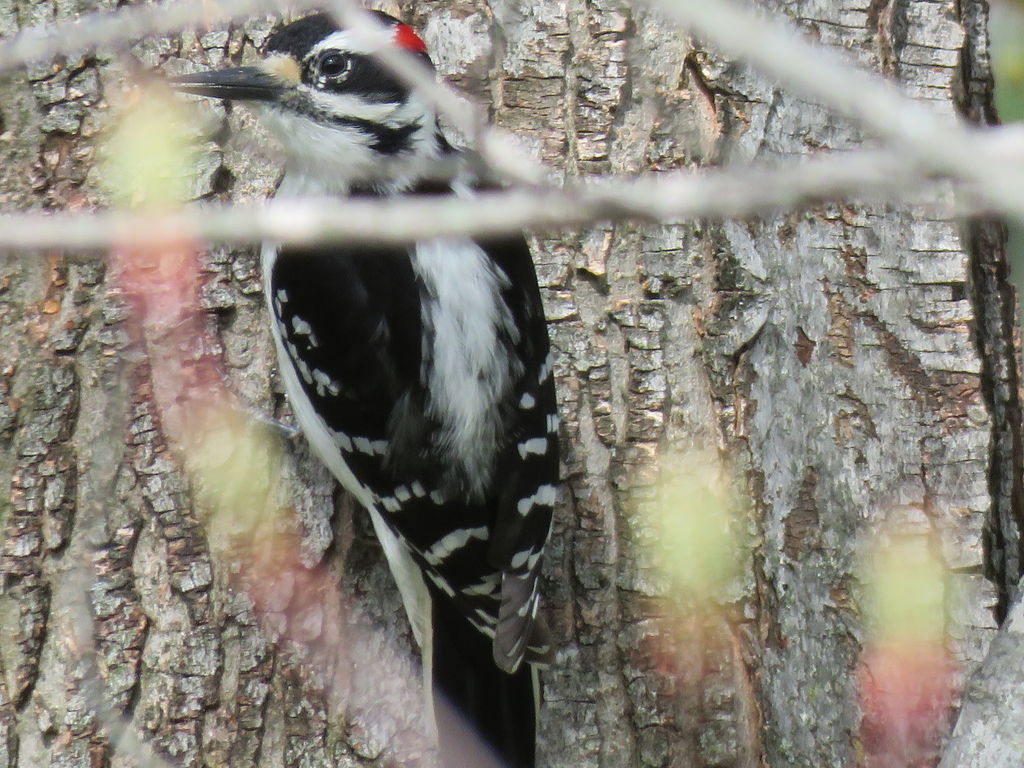 Hairy Woodpecker