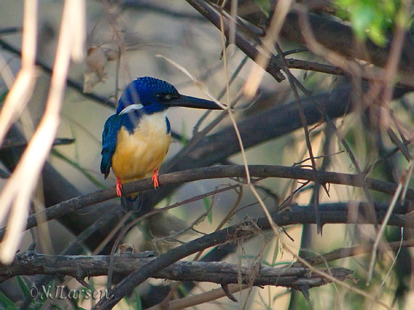 Half-collared Kingfisher