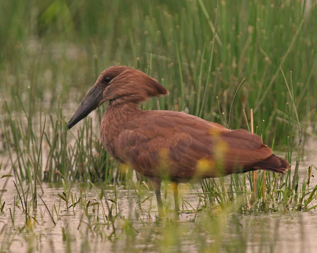 Hamerkop