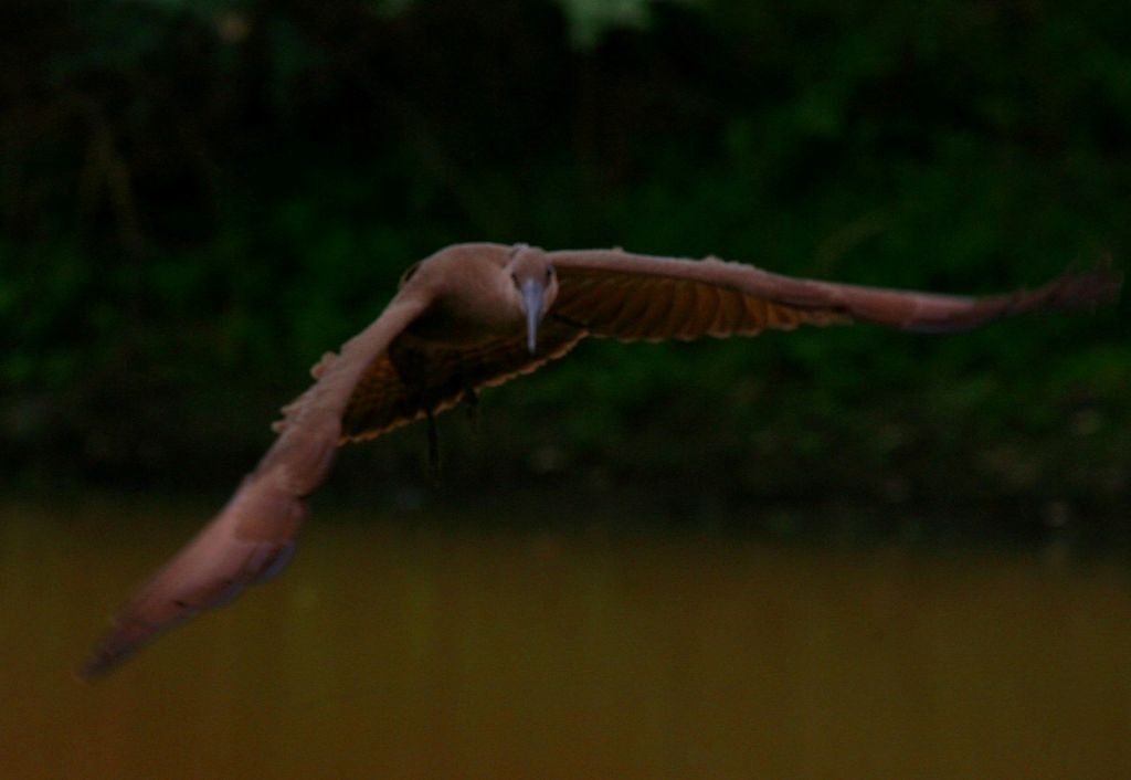 Hamerkop