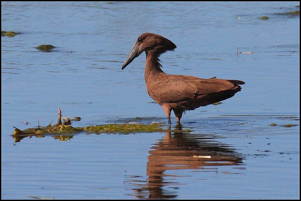 Hamerkop