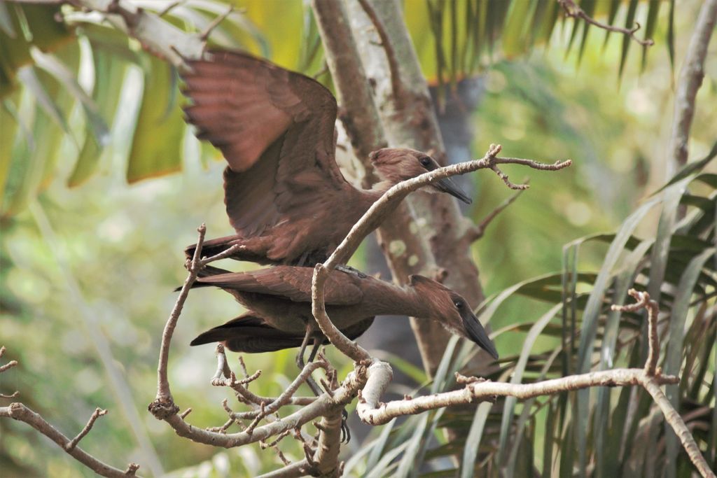 Hamerkop