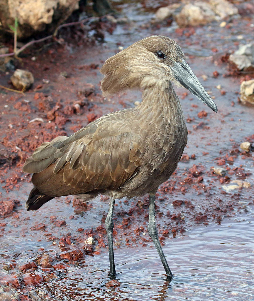 Hamerkop