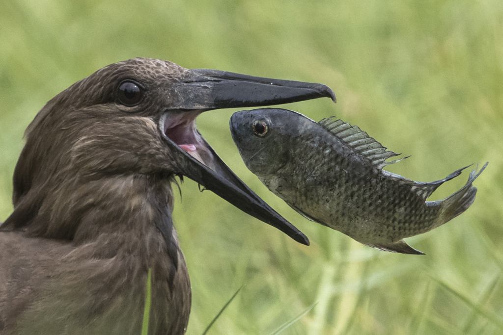 Hammerkop  The Gambia