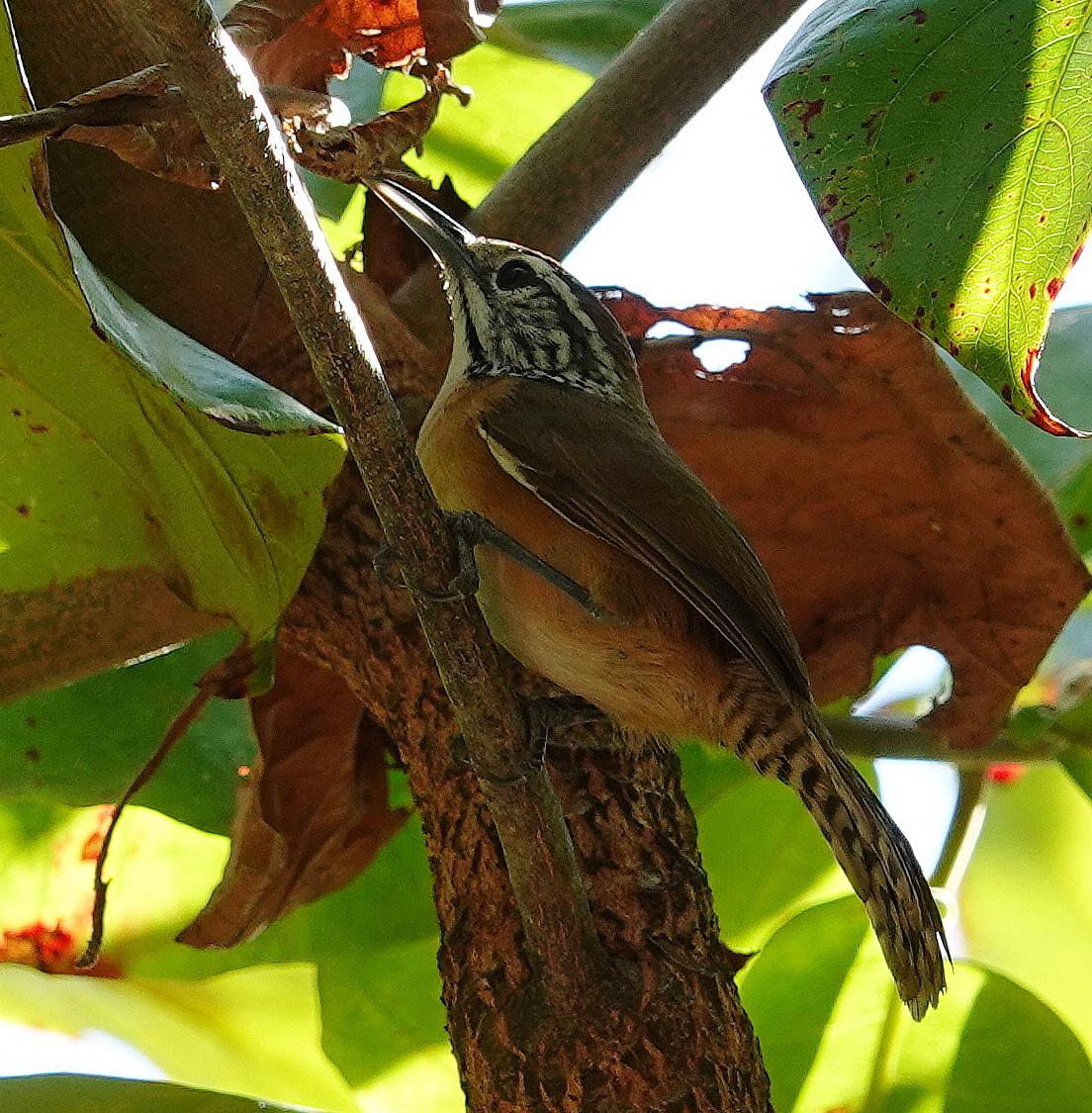 Happy Wren