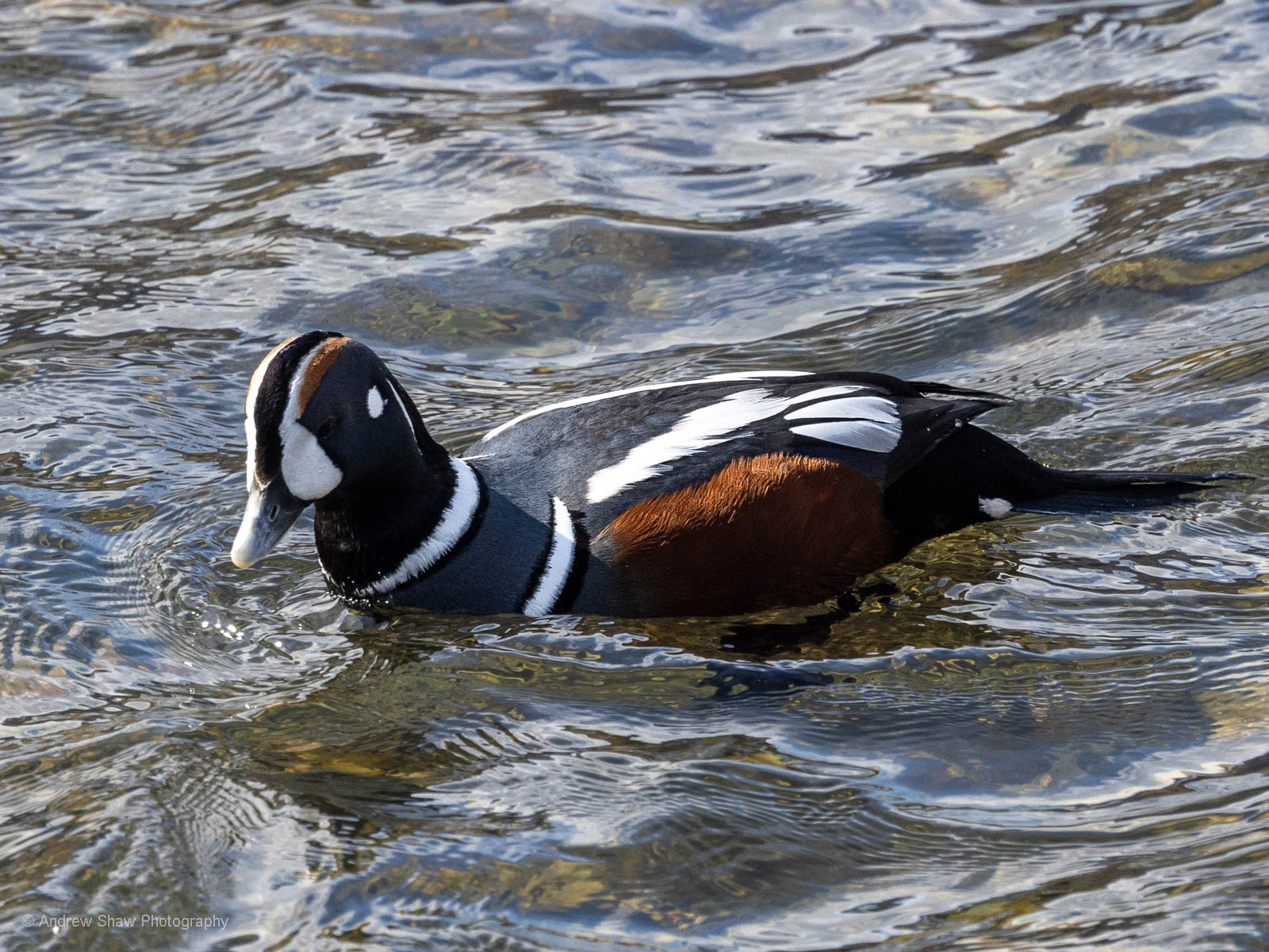 Harlequin Duck