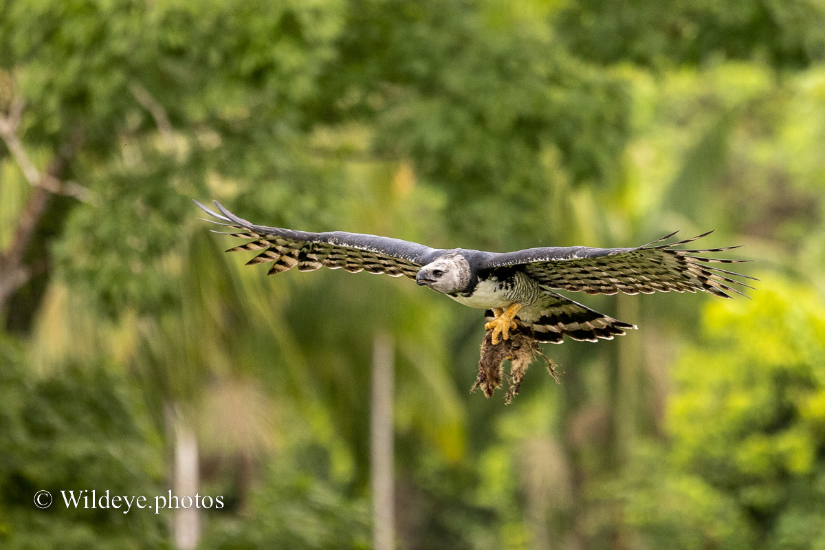 Harpy Eagle with prey