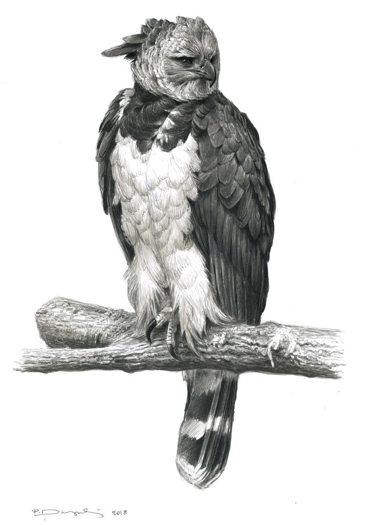 Harpy eagle