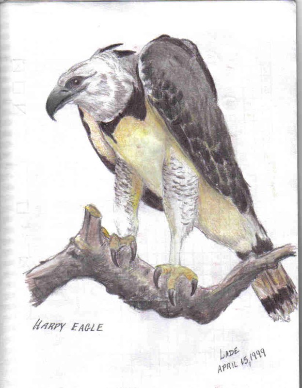 Harpy Eagle